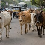 मोकाट जनावरांसाठी आधुनिक गोशाळा; जखमींसाठी २४ तास रुग्णवाहिकेची मागणी