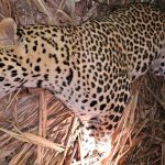 Pune: वीस दिवसांत तीन बळी, शेवटी नरभक्षक बिबट्याचा अंत!