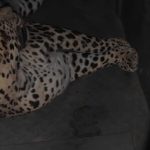 पुणे विमानतळातील बिबट्या यशस्वीपणे बेशुद्ध करून सुरक्षितरीत्या पकडला